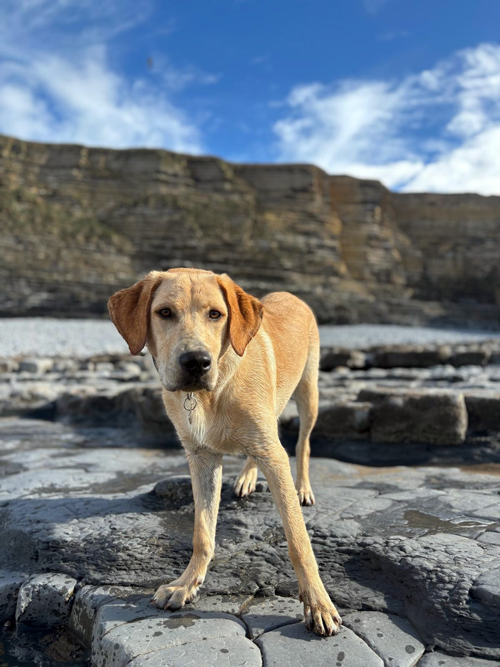 Dog enjoying beach walk 1