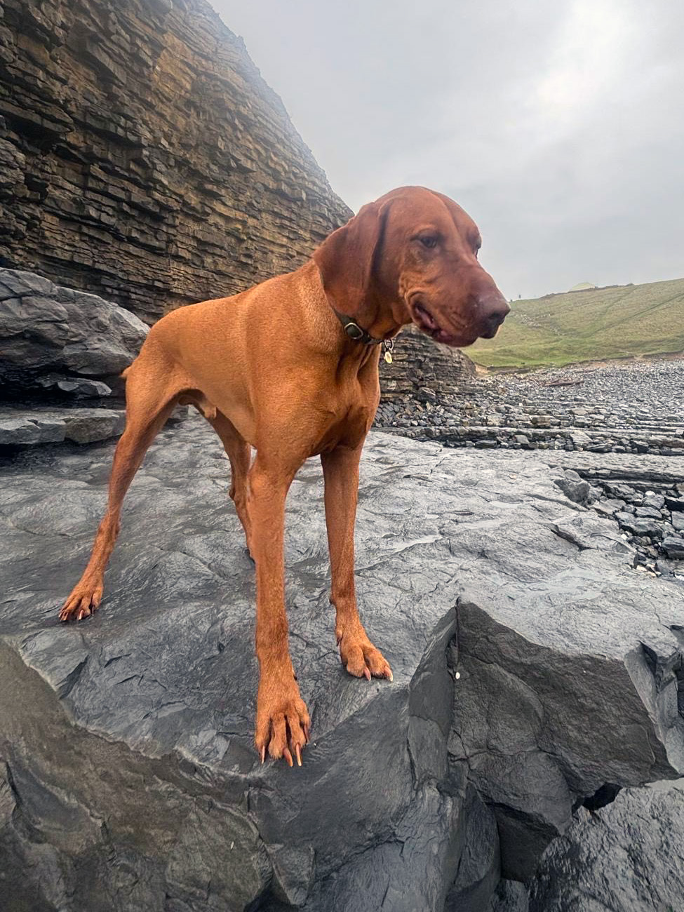 Dog enjoying beach walk 2