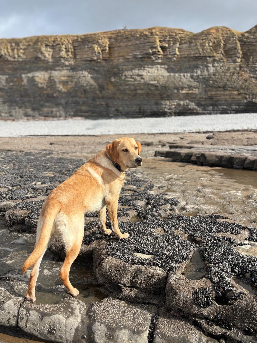 Dog enjoying beach walk 3