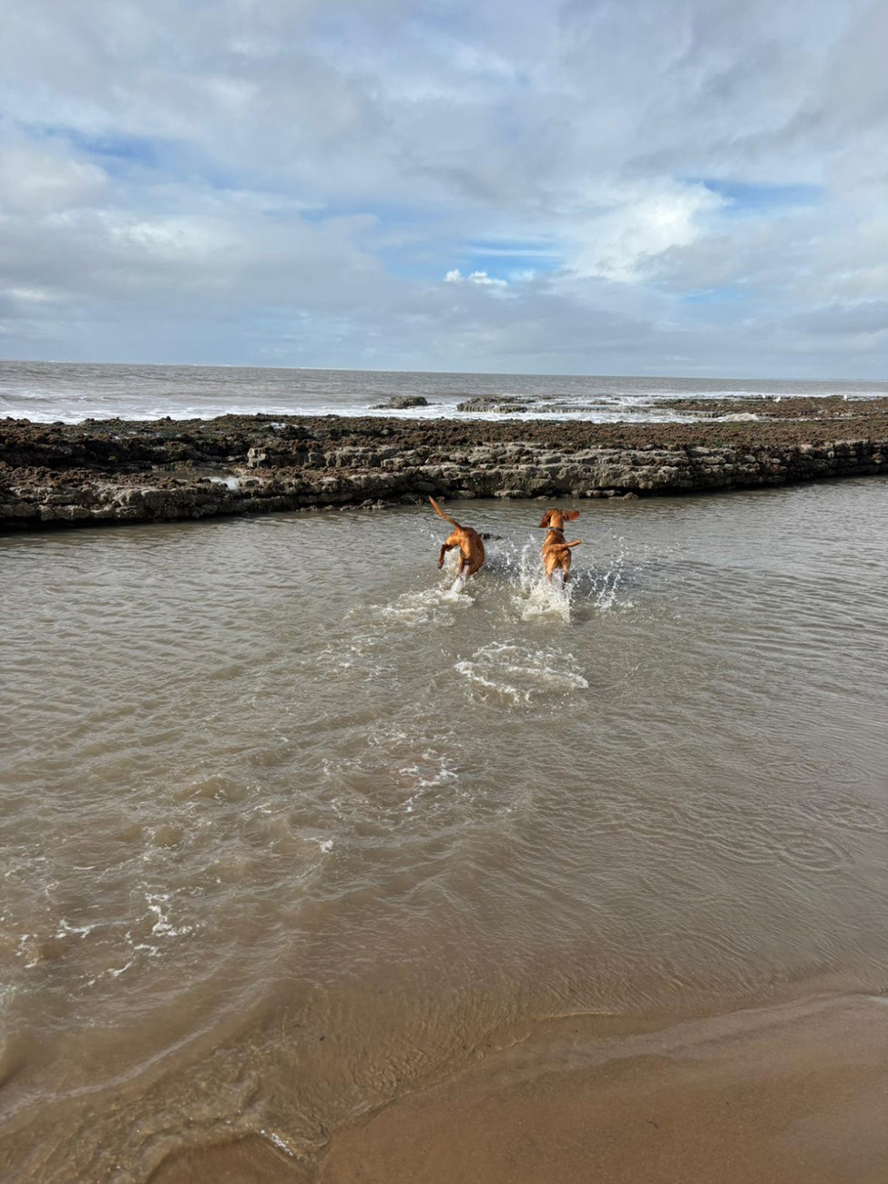 Dog enjoying beach walk 8